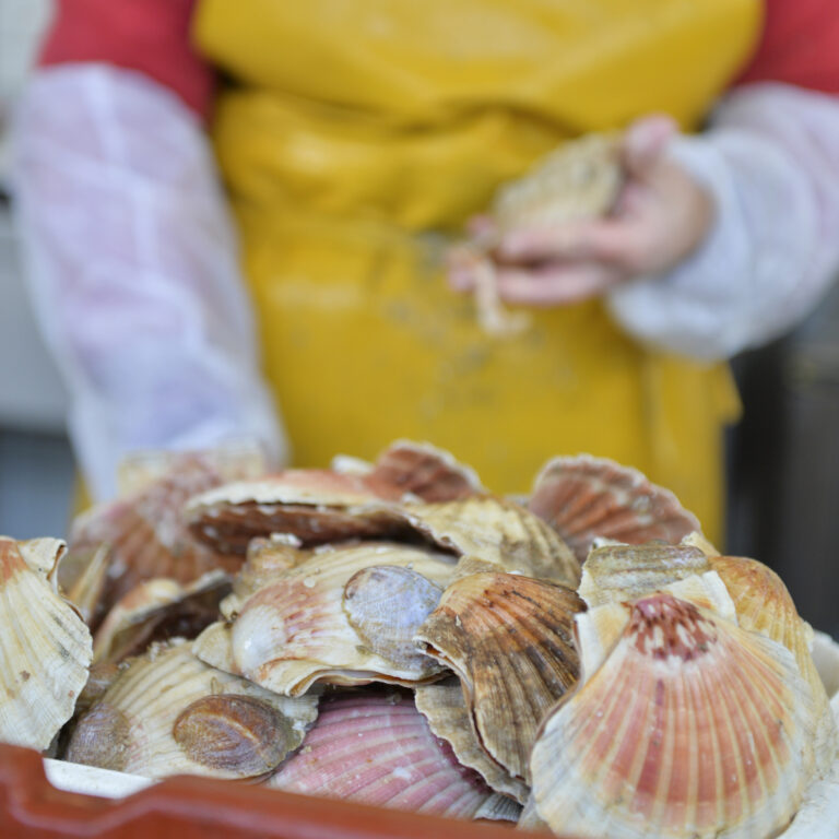 Fête de la Coquille – Étaples