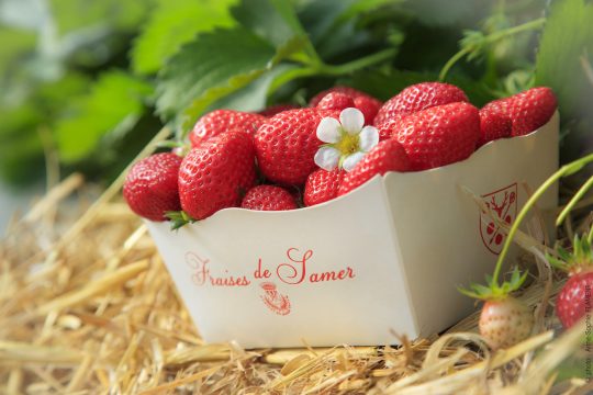Streekproducten fraises-de-samer-la-ferme-de-bellozanne-maxime-et-adeline-vasseur-producteurs