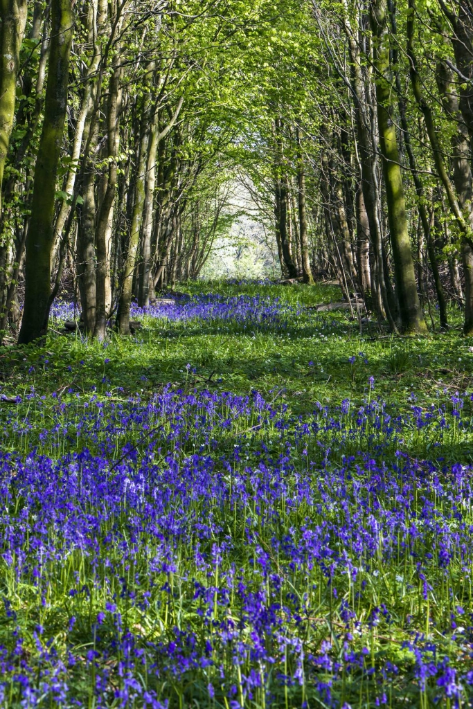 Het bos van Guines